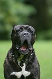 CANE CORSO 1259